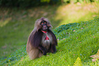 gelada baboon