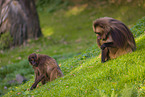 gelada baboons