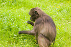 gelada baboon