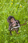 gelada baboon