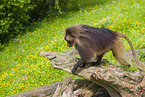 gelada baboon