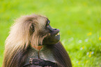 gelada baboon