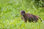 gelada baboon