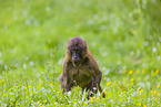 gelada baboon