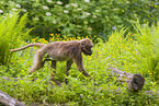 gelada baboon