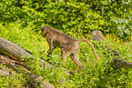 gelada baboon