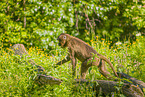 gelada baboon