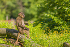 gelada baboon