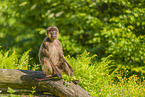 gelada baboon