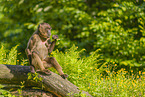 gelada baboon