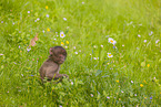 gelada baboon