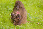 gelada baboons