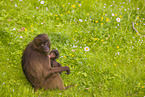 gelada baboons