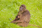 gelada baboons