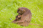 gelada baboons