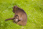 gelada baboons