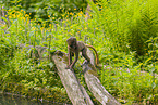 gelada baboon