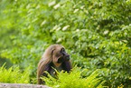 gelada baboon