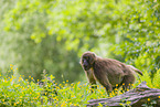 gelada baboon