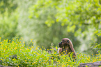 gelada baboon