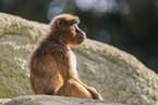 gelada baboon