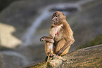 gelada baboon