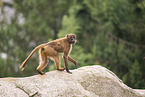 gelada baboon