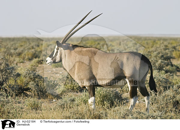 Spiebock / Gemsbok / HJ-02184