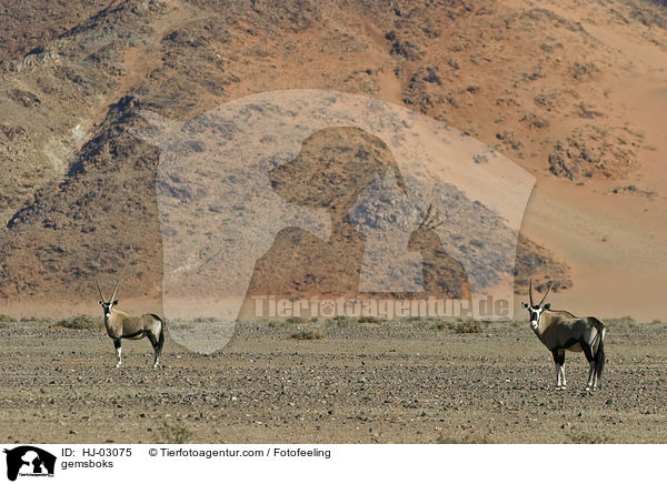 Spiebcke / gemsboks / HJ-03075
