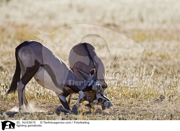 fighting gemsboks / HJ-03615