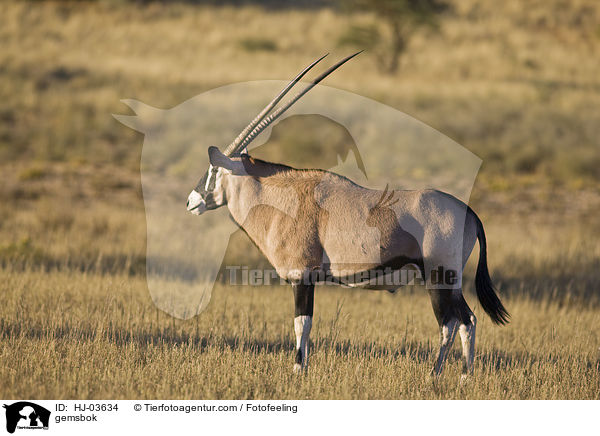 gemsbok / HJ-03634