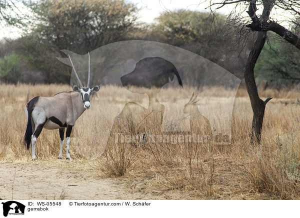 gemsbok / WS-05548