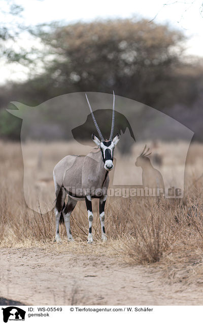 Spiebock / gemsbok / WS-05549