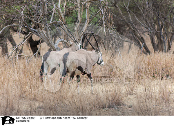 Spiebcke / gemsboks / WS-05551