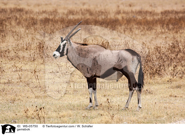 Spiebock / gemsbok / WS-05750