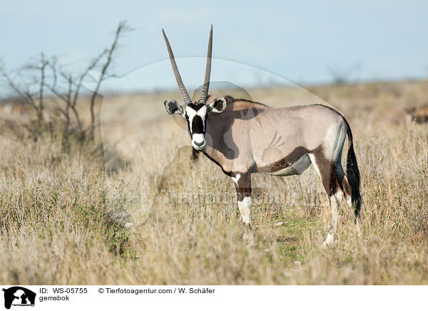 Spiebock / gemsbok / WS-05755