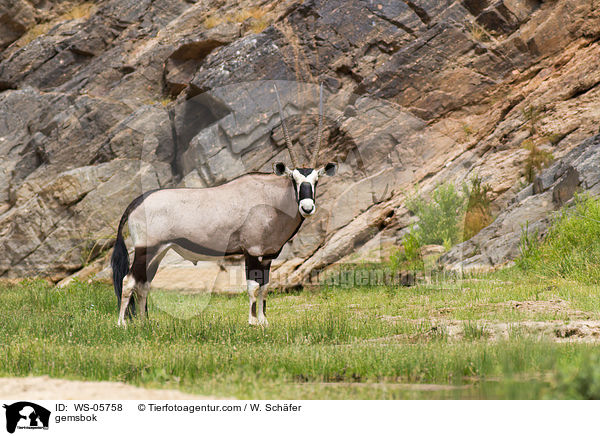 Spiebock / gemsbok / WS-05758