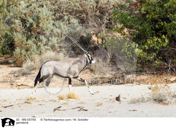 Spiebock / gemsbok / WS-05760