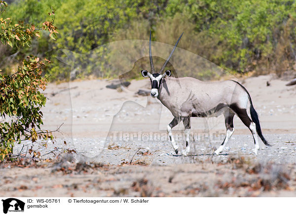 Spiebock / gemsbok / WS-05761