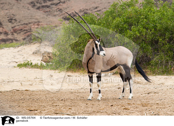 Spiebock / gemsbok / WS-05764