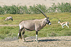 Gemsbok