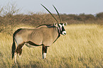 gemsbok