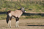 gemsbok