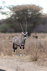 gemsbok