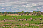gemsboks