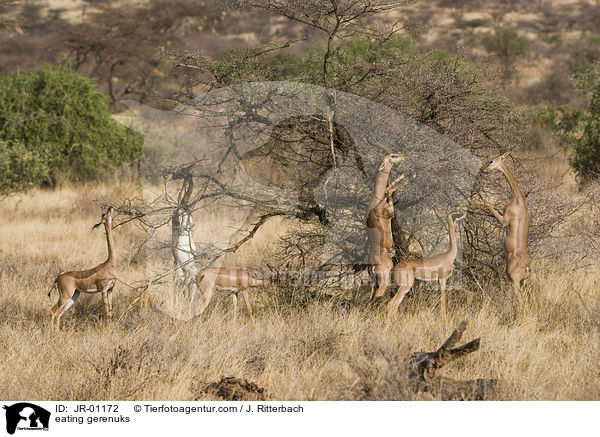 fressende Giraffengazellen / eating gerenuks / JR-01172