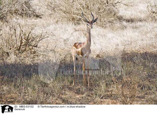 Gerenuk / MBS-03102