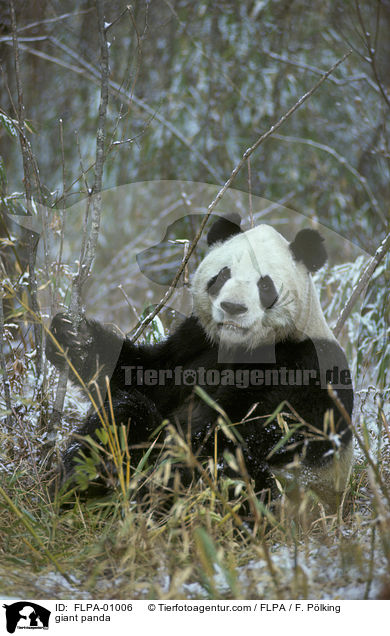 giant panda / FLPA-01006