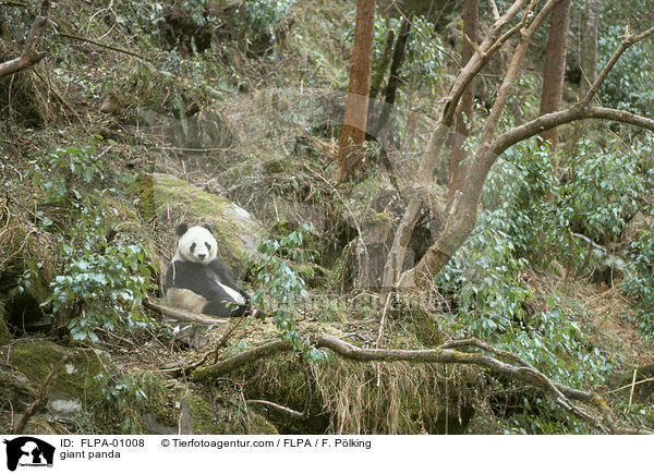 giant panda / FLPA-01008