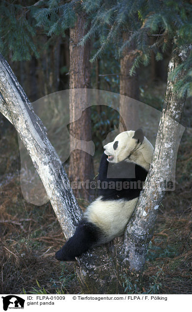 Groer Panda / giant panda / FLPA-01009